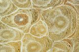 Polished Fossil Coral (Actinocyathus) - Morocco #100647-1